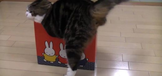 無類の箱好きな猫はどのくらい小さい箱なら諦めるのか大実験！の巻