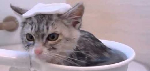 はぁ～、いい気分！初めてのお風呂にうっとりの子猫