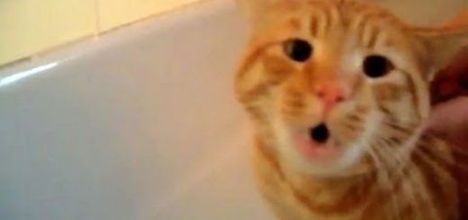 「NO!NO!」これは誰の声？お風呂を断固拒否する子猫!」