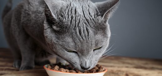 Cat eating her Catfood from dish studion shot