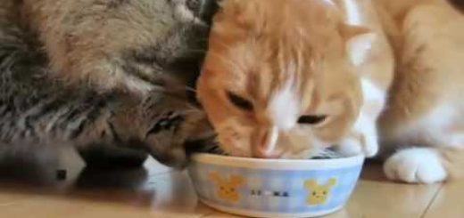 二匹の猫のフードファイト、皿は左右に行ったり来たり