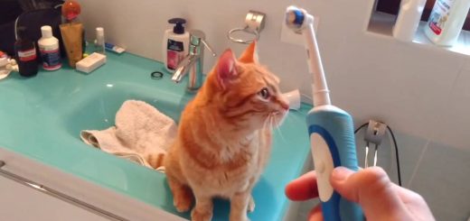 トラ猫喜ぶ電動歯ブラシ、自らお顔をすりつけて