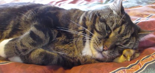 温々ふわふわヒヨコの枕、気遣いながらも猫はうたた寝