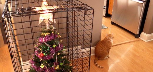 クリスマスツリーを猫から守る10の方法