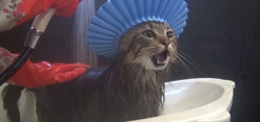 シャンプーハットで入浴する猫、貫禄漂うシャワーシーンに