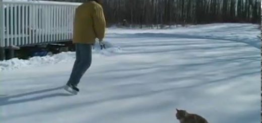 氷上にパックを追い追い走る猫、冬の遊びはアイスホッケー