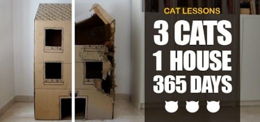 段ボール製の猫ハウスを、3匹の猫が1年間使うとこうなる