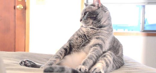 猫らしからぬあの座り方、呼び名はその名も「仏陀猫」