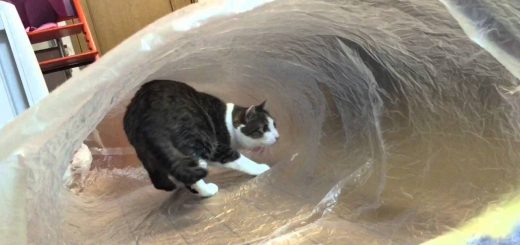 透明の袋で作る猫ホイホイ、波のチューブにいるかのごとく