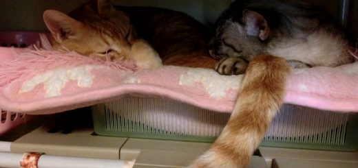 シッポを枕に眠る猫、シッポの持ち主もまぶたを閉じて