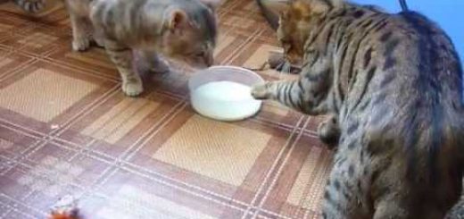 ミルク皿挟んで争う2匹の猫、意地でもこぼさぬ巧みな引き技