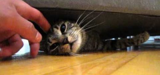 ソファの下の怪しい膨らみ、ひょっこり顔出すキジトラ子猫