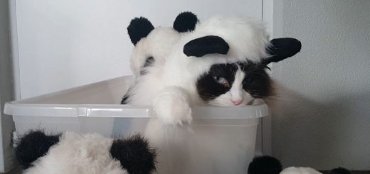 パンダのコスプレ着こなす猫、ぬいぐるみよりもぬいぐるみっぽく