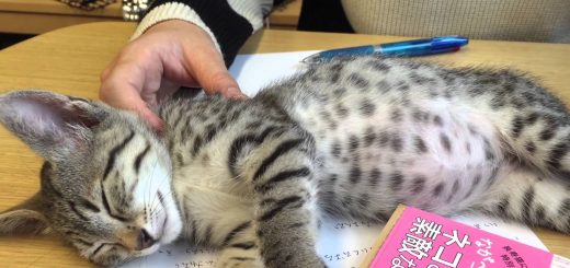 寝転がる子猫が止めるペンを持つ手、書類書き換え防止に一役