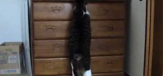 扉を開けたら5秒でジャンプ、タンスに飛び込む器用な猫