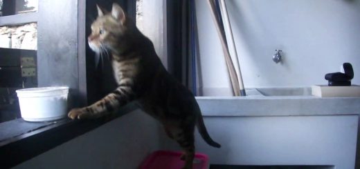 自らの工夫と才気で窓開ける猫、賢き猫は後から便乗