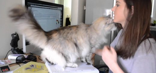 飼い主のレポート作りを監督する猫、Wikipediaの使いすぎに教育的指導