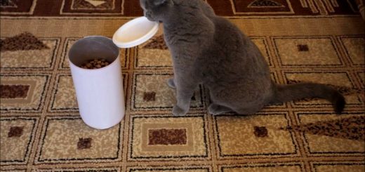 カリカリ筒の蓋を開けるの好きな猫、勢い余ってつまみ食い