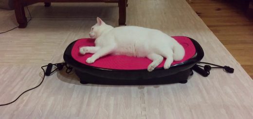 ダイエットマシンに横たう白猫、揺れて揺らされ液状化