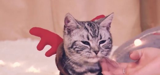 クリスマスコスプレ向きの猫用パーカー、お鼻ではなくシッポが真っ赤