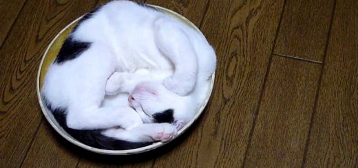 飼い主の想定通りに行かぬ猫、鍋の蓋にて華麗に爆睡