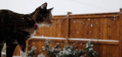 冷たさを忘れてはしゃぐ三毛の猫、降る雪を追って飛んで遊んで