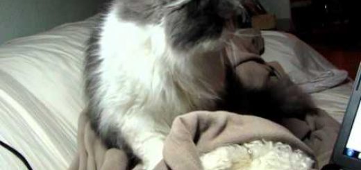 毛布の上でお昼寝する猫、目を合わせるまで先客に気づかず