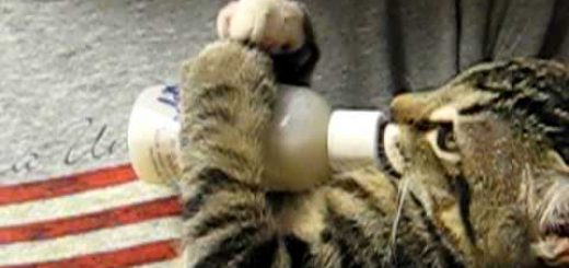 哺乳瓶を抱える子猫の両の前脚、耳は動くよ小刻みなビートで
