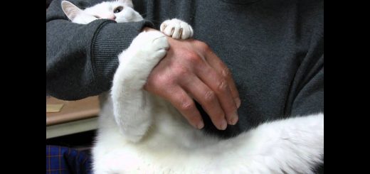 飼い主の腕を離さぬ白き猫、まるで箸から伸びる搗き立ての餅