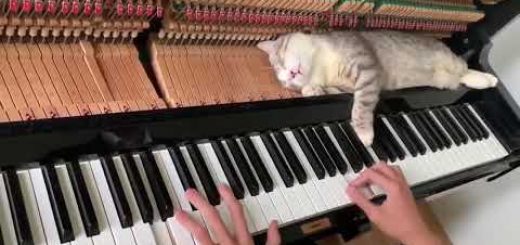 ハンマーと澄んだ音色で心地よく、猫は眠るよピアノの中で