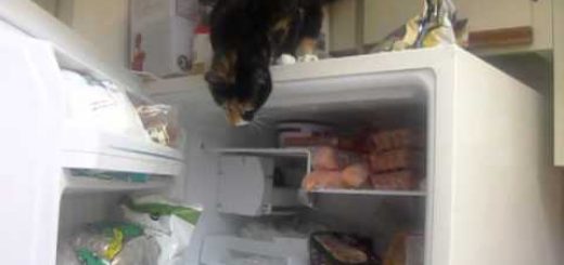 冷凍庫乗って開いて取り出して、器用な三毛猫切り身をゲット
