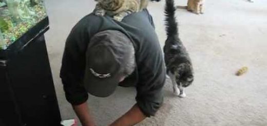 父ちゃんを背中の上から監督する猫、ルンバに乗ったかのごとく