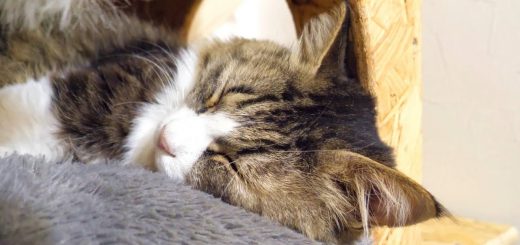 猫の寝息を全力集音、スピスピグググと鼾も収録