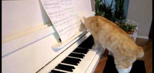 デュエットで鍵盤を弾く茶白猫、頬ずり奏でるグリッサンド