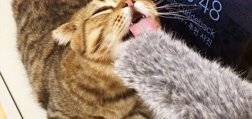 イヤホンで聴けばたちまち猫の気分に、マイクを舐める猫舌の音で