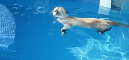 水満ちるプールに浮かび余裕綽々、猫は泳ぐよカワウソのごとく