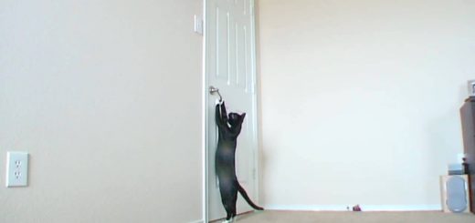 脚伸ばし腕を伸ばしてドア開ける猫、ドアの向こうのリクエストに応えて