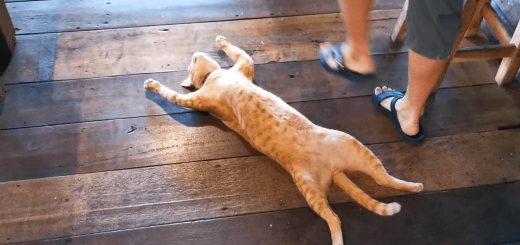 床板の涼しさ満喫ヘソ天の猫、混み合うレストランのど真ん中で