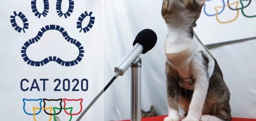 2020猫リンピック開会式、聖火が灯りてハトは舞う