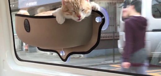 猫のドライブ眺望抜群、車窓に張りつくハンモックに乗り