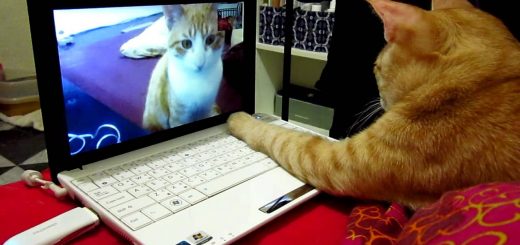時勢に応じる柔軟な猫たち、猫の集会もオンラインで