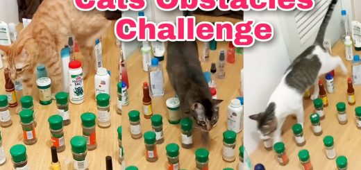 6匹の猫たち挑む「障害物チャレンジ」、みんなで通るとどうなるか