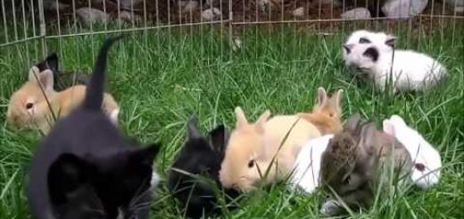 密々しく遊ぶ子猫と子ウサギと、なぜか囲いに残るは猫だけ