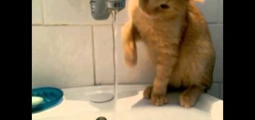 新しい生活様式会得する猫、蛇口を開けて自ら手洗い