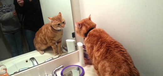 鏡に映る己の姿に荒ぶる猫、閉店ガラガラ戦法で解決