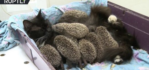 ハリネズミの赤ちゃん養う黒猫母ちゃん、毛針と毛皮のまだらのコラボに