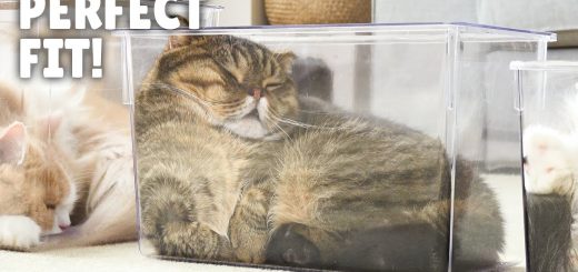 流体の猫は寛ぐ透明ボックス、視線も姿勢も統一感ゼロ