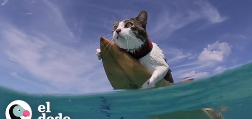 一年の幕開け祝う縁起物、波乗りこなす猫サーファー