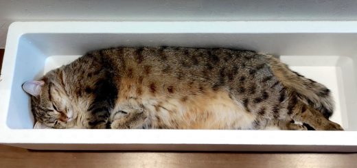 トロ箱にぴったり収まる眠り猫、お魚になった夢を見るか