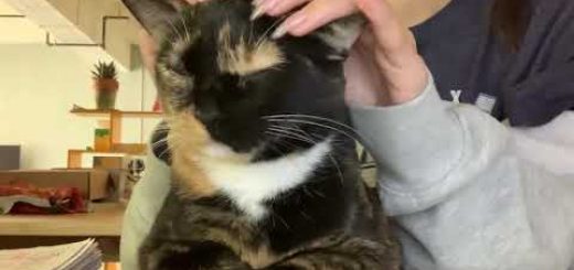 首筋のゴロゴロモミモミスクラッチ、猫の顔から心地が伝わる